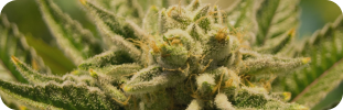 Thca