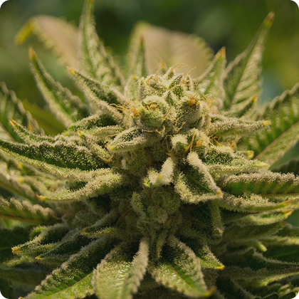 Thca