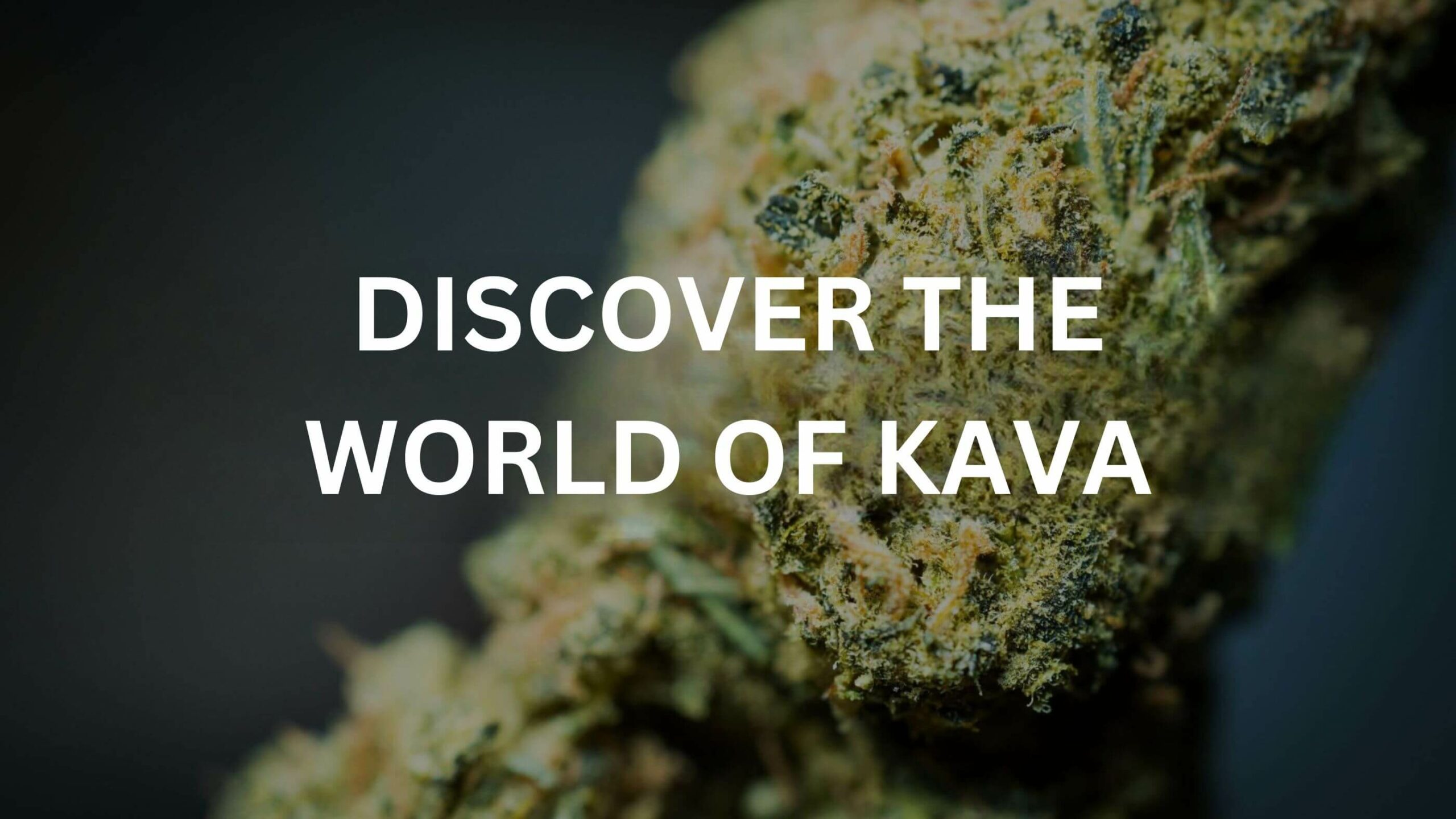 Discover The World Of Kava 10 What Is Kava