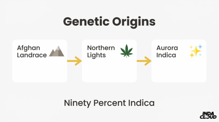 Aurora Indica Strain: Review, Effects &Amp; Origins 1 Aurora Indica Genetic Origins Chart Showing Afghani Landrace And Northern Lights Lineage Leading To Aurora Indica With Ninety Percent Indica Dominance