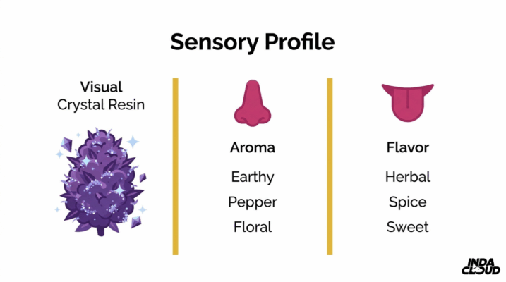 Aurora Indica Strain: Review, Effects &Amp; Origins 2 Aurora Indica Sensory Profile Infographic Showing Crystal Resin Appearance, Earthy Pepper Floral Aroma, And Herbal Spicy Sweet Flavor