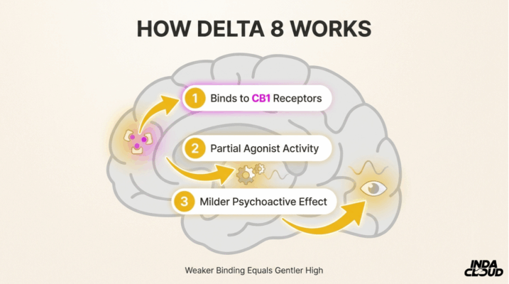 Understanding Delta 8'S Effects: How It Gets You High And Its Legal Status 1 How Delta 8 Works In The Brain Showing Cb1 Receptor Binding Partial Agonist Activity And Milder Psychoactive Effects Compared To Delta 9 Thc